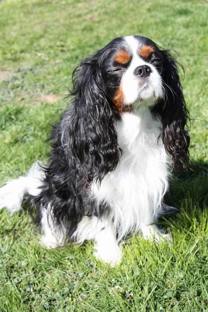 Cavalier king charles spaniel Birkedal´S Rolle (Bif) billede 11