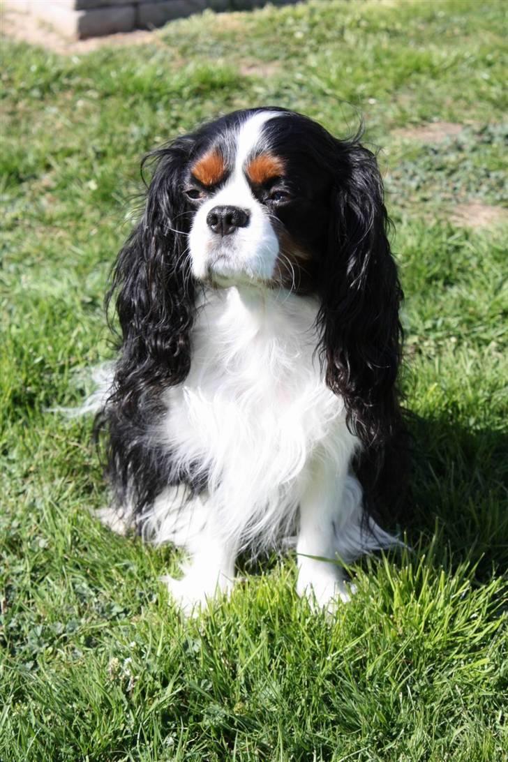 Cavalier king charles spaniel Birkedal´S Rolle (Bif) billede 12