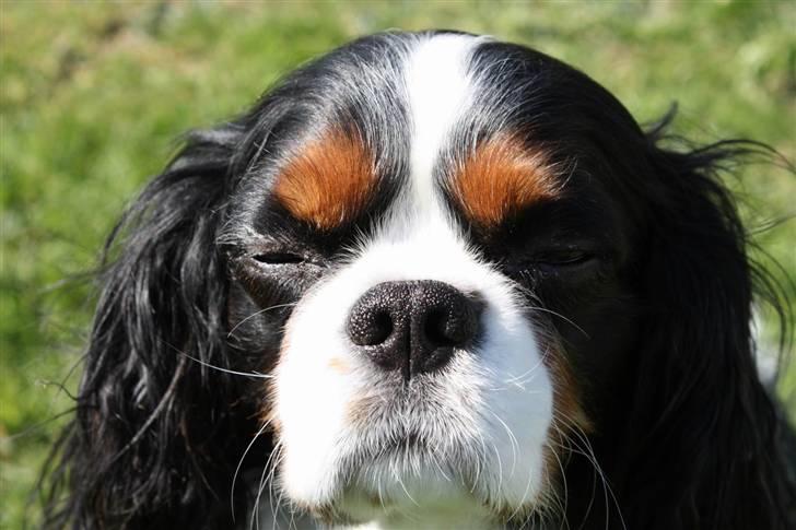 Cavalier king charles spaniel Birkedal´S Rolle (Bif) billede 13