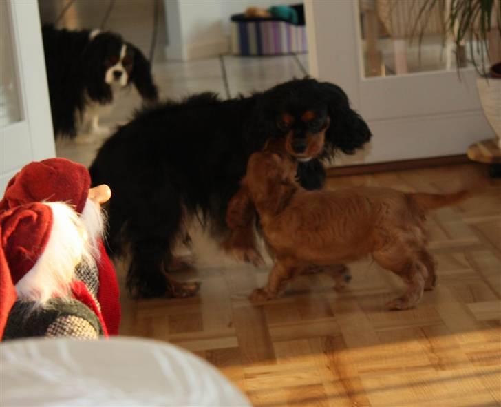 Cavalier king charles spaniel Birkedal´S Rolle (Bif) billede 14