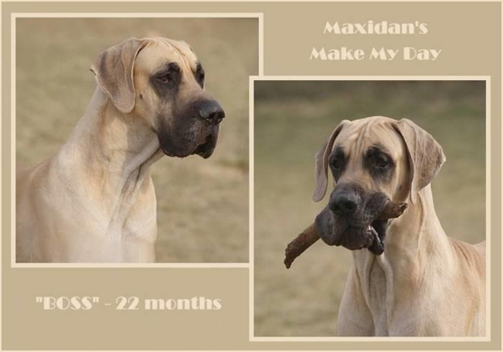 Grand danois Maxidan´s Make my day billede 1