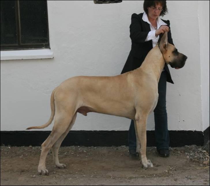 Grand danois Maxidan´s Make my day billede 2