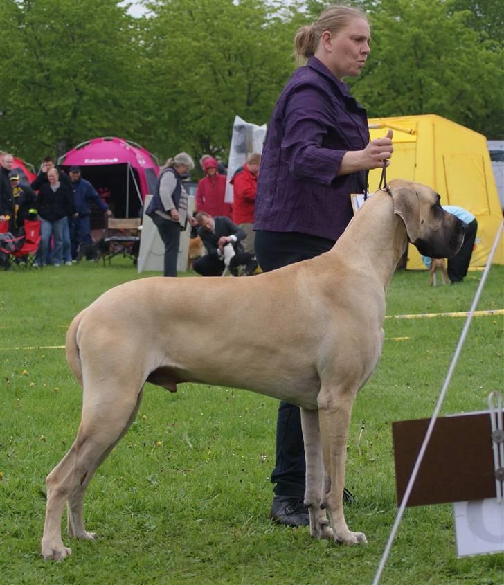 Grand danois Maxidan´s Make my day billede 3