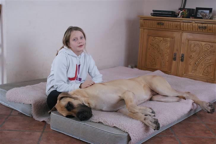 Grand danois Maxidan´s Make my day billede 4