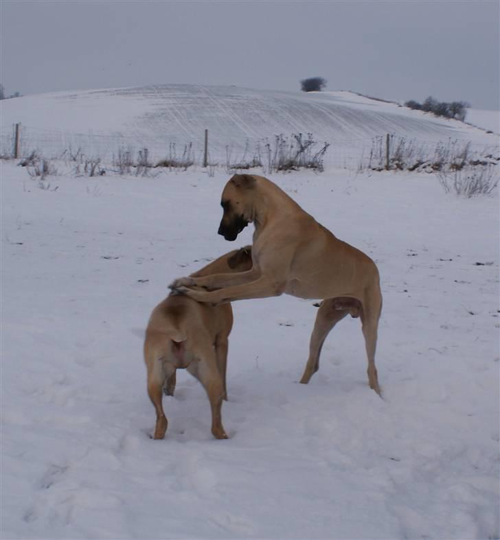 Grand danois Maxidan´s Make my day billede 5