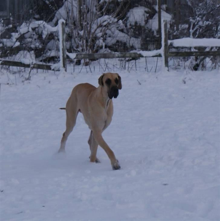 Grand danois Maxidan´s Make my day billede 6