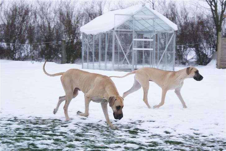 Grand danois Maxidan´s Make my day billede 7