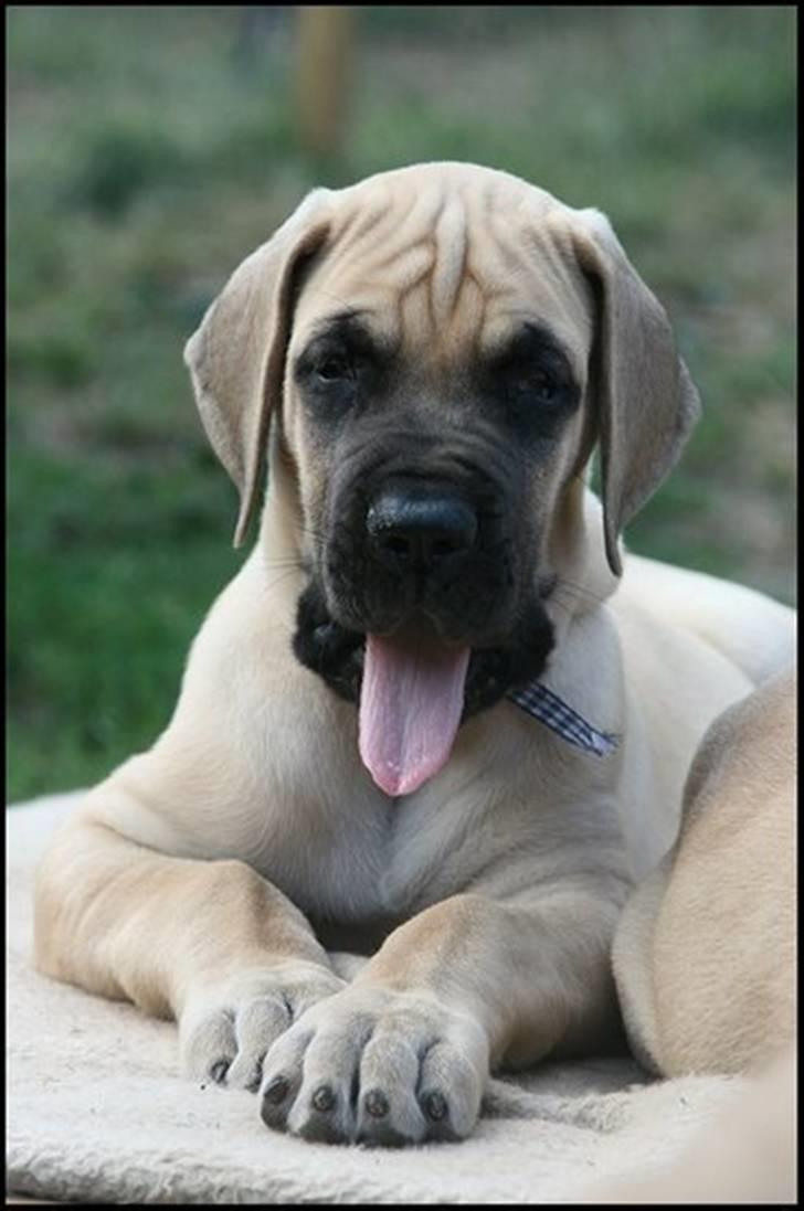 Grand danois Maxidan´s Make my day billede 8