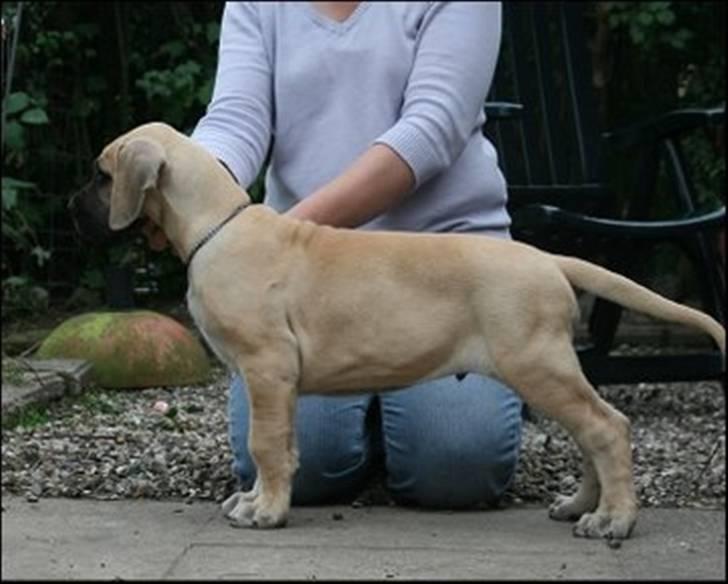 Grand danois Maxidan´s Make my day billede 9