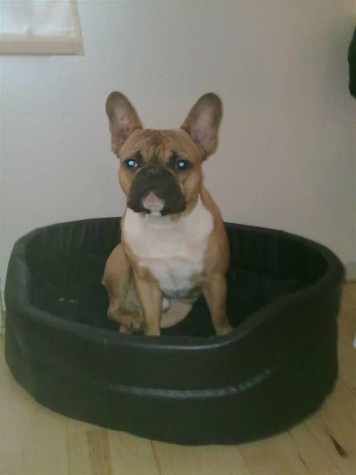 Fransk bulldog Aslan billede 17