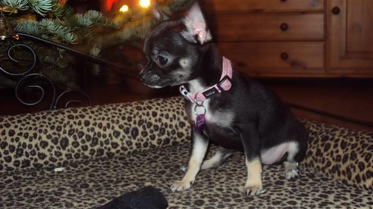 Chihuahua Annabell billede 14