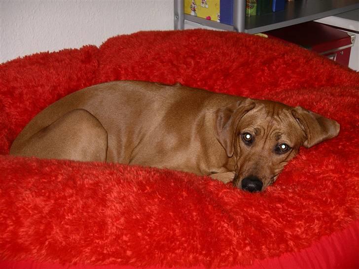 Rhodesian ridgeback Tuasiwa's Ga-ma Akili - Var der nogle som sagde en hyggehund? :)  billede 15