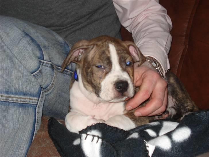 Amerikansk staffordshire terrier bob billede 1