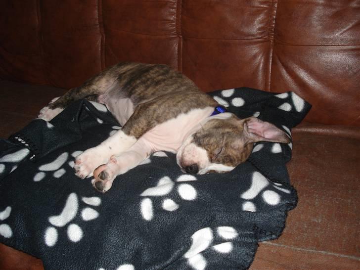 Amerikansk staffordshire terrier bob billede 2