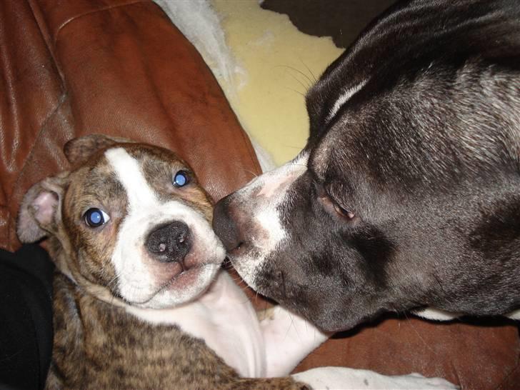 Amerikansk staffordshire terrier bob billede 3