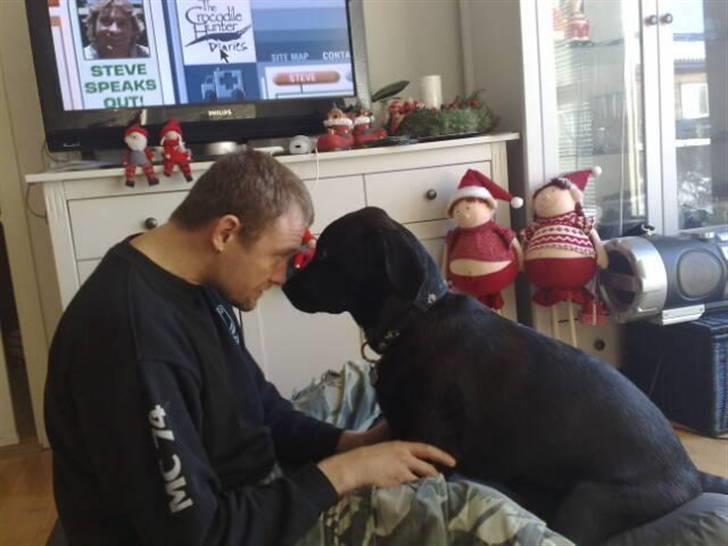 Blanding af racer Broweiler Odin - Odin vs Frank  hmmm jeg siger ikk hvem der vinder gg billede 14