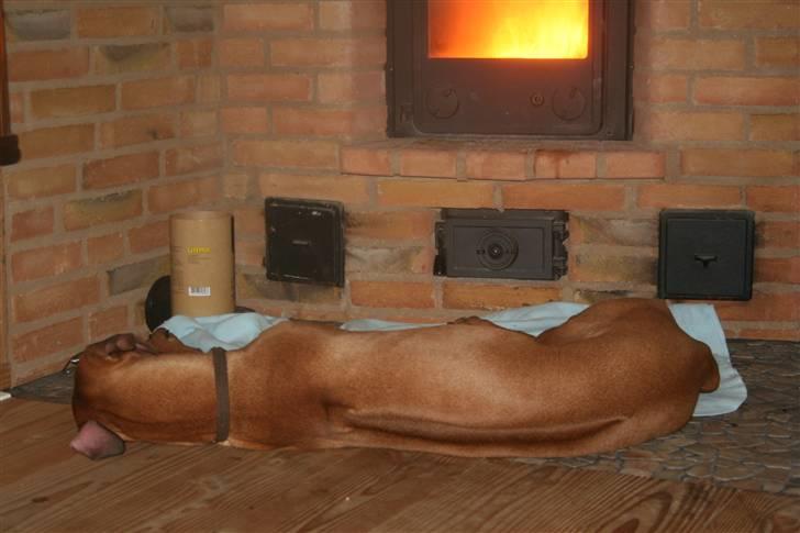 Rhodesian ridgeback Sputnik - Sputnik´s plads... billede 10