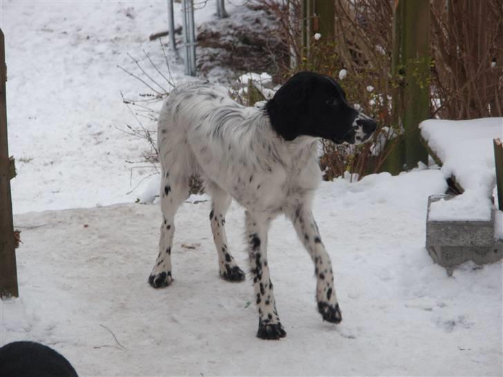 Engelsk setter Nordvestjyden`s Duana billede 4