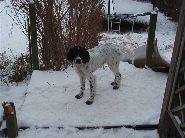 Engelsk setter Nordvestjyden`s Duana billede 5