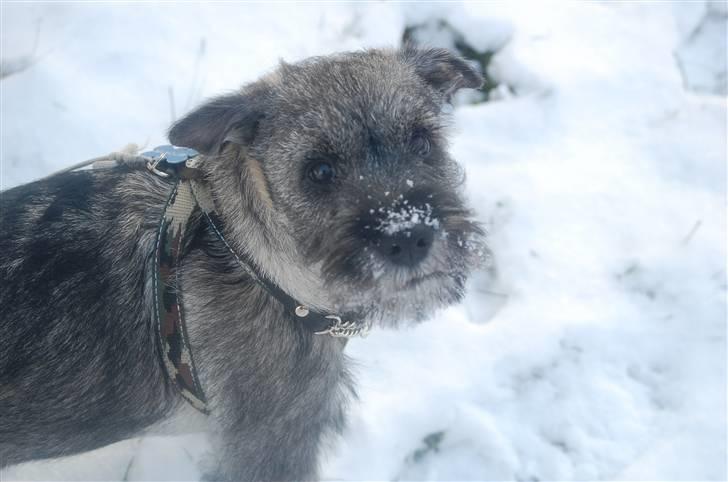 Mellemschnauzer Gandalf den Grå billede 1