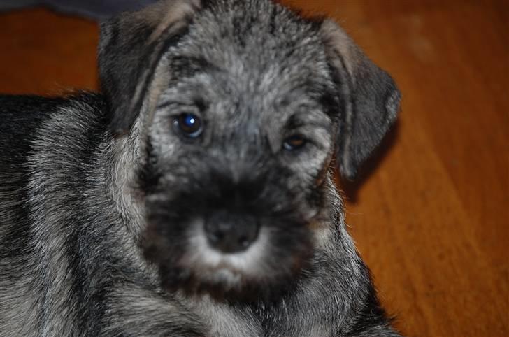 Mellemschnauzer Gandalf den Grå billede 2