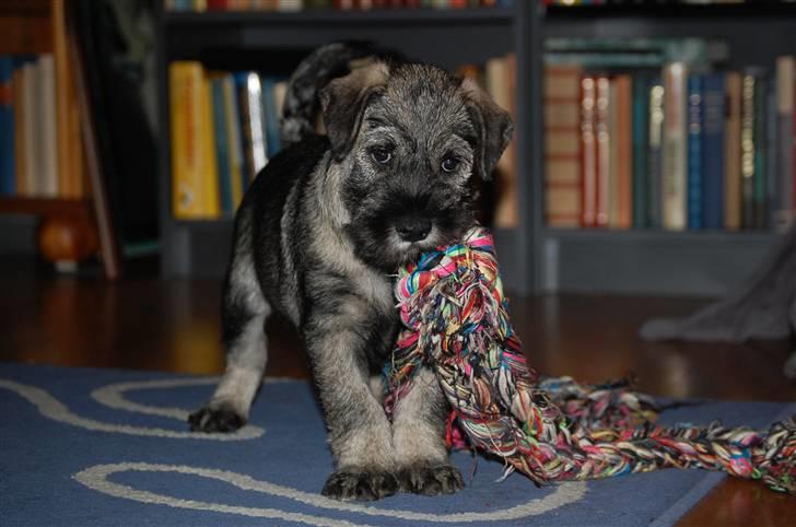 Mellemschnauzer Gandalf den Grå billede 3