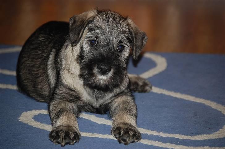 Mellemschnauzer Gandalf den Grå billede 4