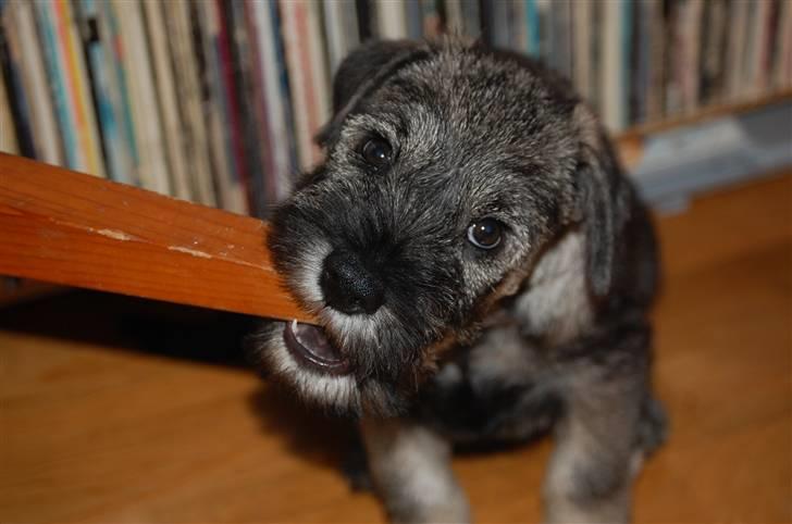 Mellemschnauzer Gandalf den Grå billede 5