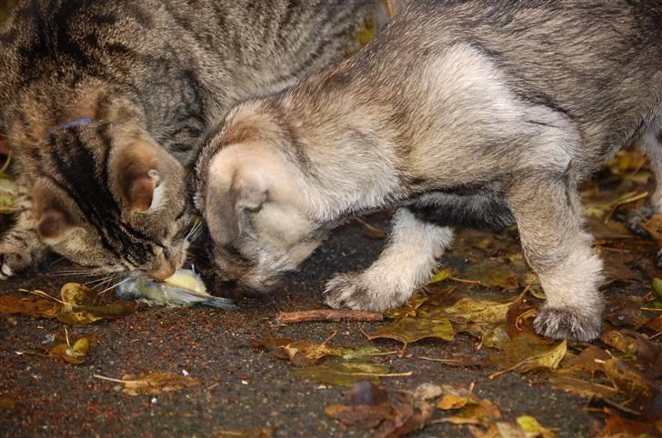 Mellemschnauzer Gandalf den Grå billede 6