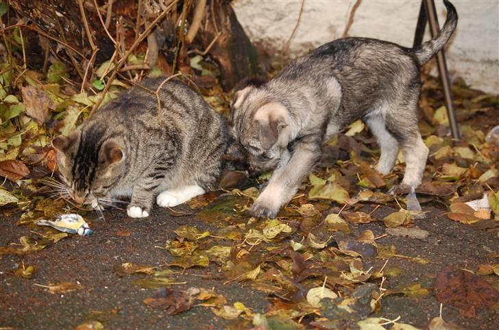 Mellemschnauzer Gandalf den Grå billede 7