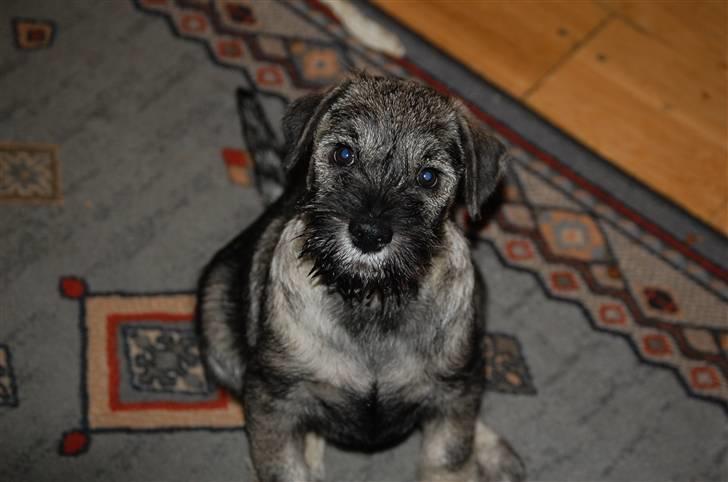 Mellemschnauzer Gandalf den Grå billede 8