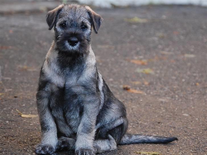 Mellemschnauzer Gandalf den Grå billede 9