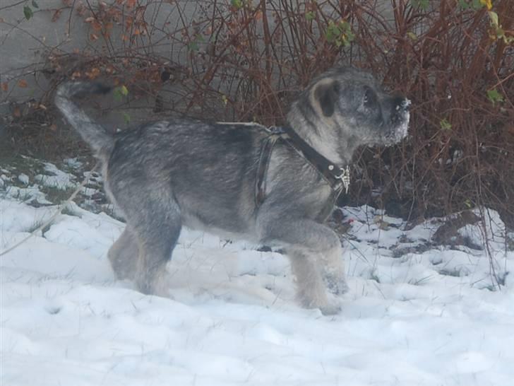 Mellemschnauzer Gandalf den Grå billede 10