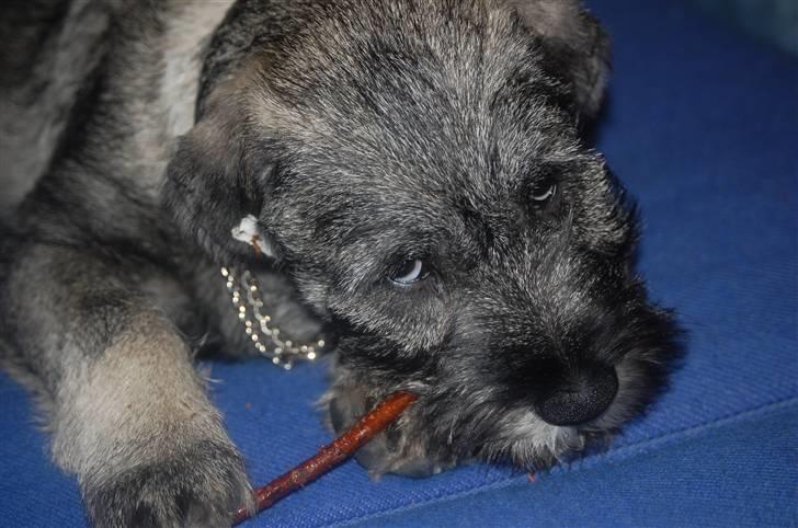 Mellemschnauzer Gandalf den Grå billede 11