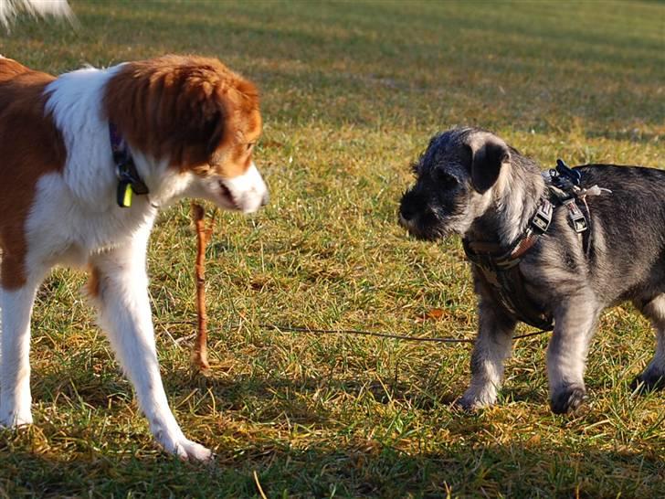 Mellemschnauzer Gandalf den Grå billede 12