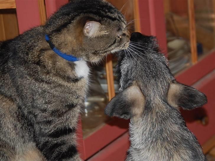 Mellemschnauzer Gandalf den Grå billede 13