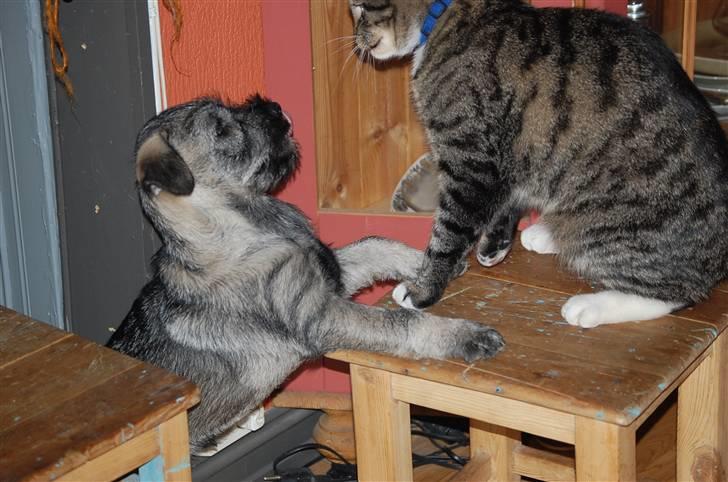 Mellemschnauzer Gandalf den Grå billede 14