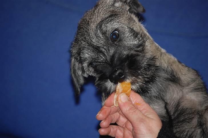 Mellemschnauzer Gandalf den Grå billede 15