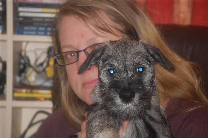 Mellemschnauzer Gandalf den Grå billede 16