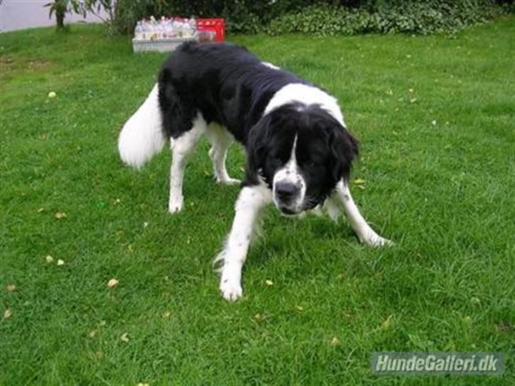 Blanding af racer Viktor billede 1