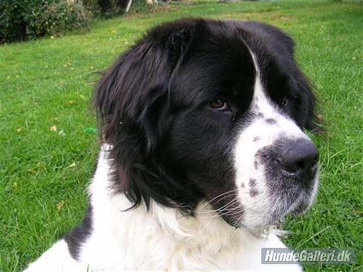 Blanding af racer Viktor billede 2