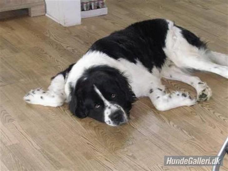 Blanding af racer Viktor billede 3