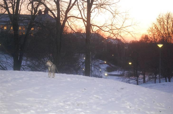 Mellemschnauzer Gandalf den Grå billede 17