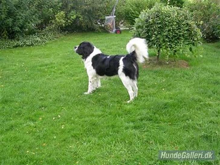 Blanding af racer Viktor billede 4