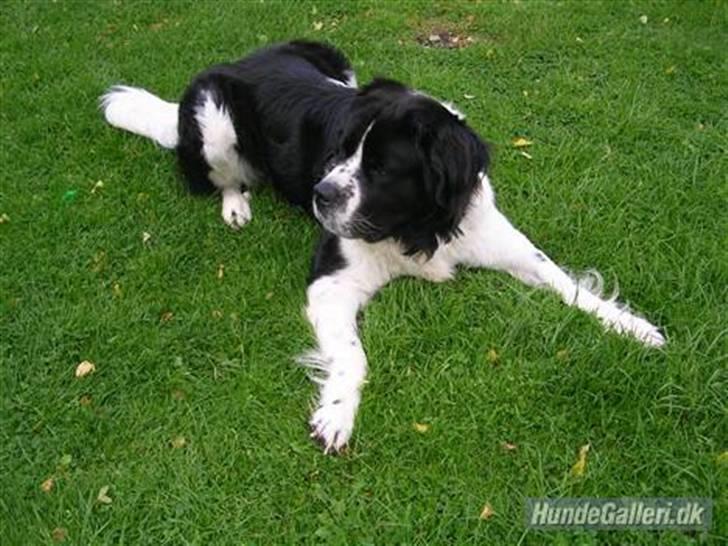 Blanding af racer Viktor billede 5