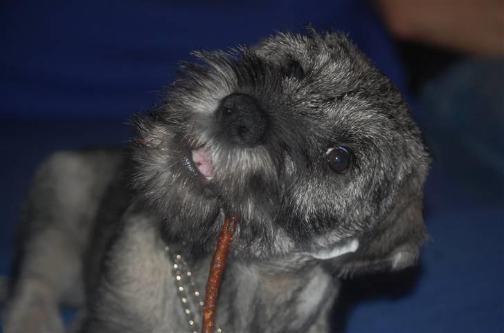 Mellemschnauzer Gandalf den Grå billede 18