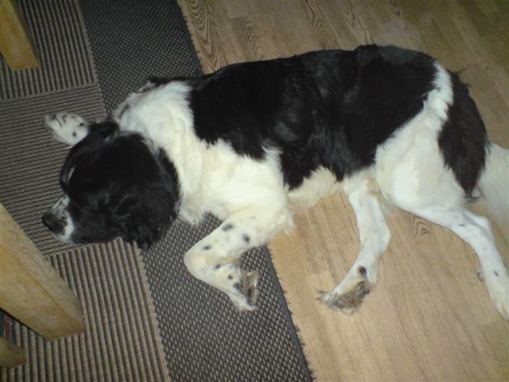 Blanding af racer Viktor billede 7