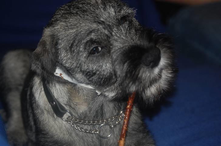 Mellemschnauzer Gandalf den Grå billede 19