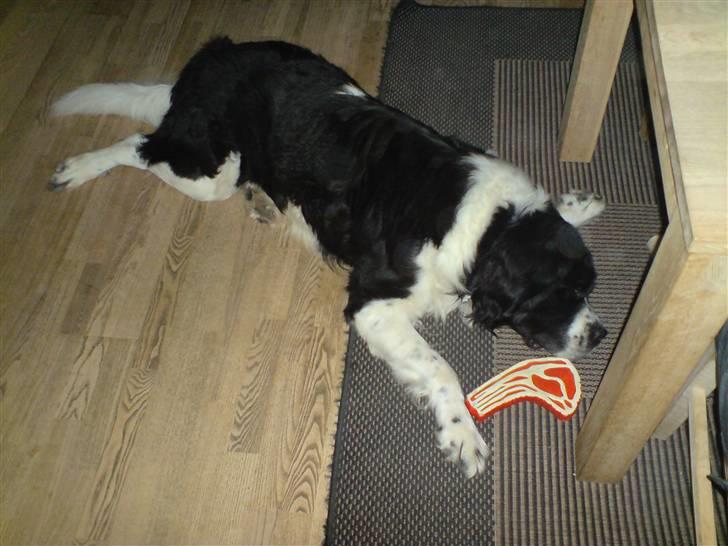 Blanding af racer Viktor billede 9