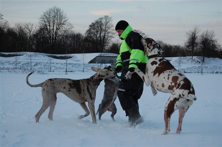 Grand danois Victor Himmelhund :-( (marts 2014) - sjov og spas i sneen December 2009 billede 14